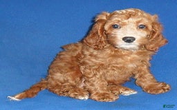 Cockapoo dogs for sale: Dudley - Image 2