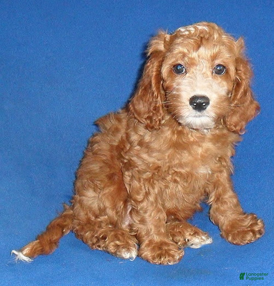 Cockapoo dogs for sale: Dudley - Image 2