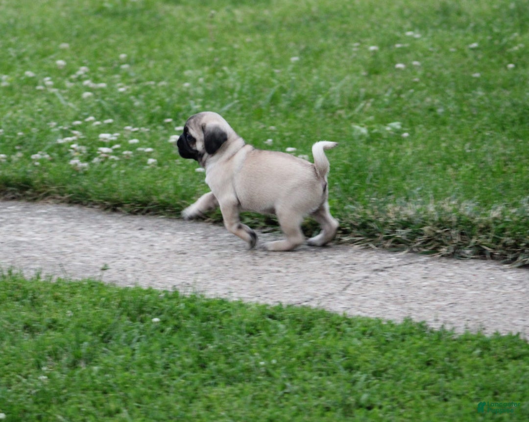 Pug dogs for sale: Galen - Image 7