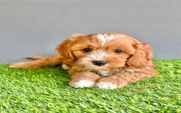 Cavapoo dogs for sale: Toby - Image 3