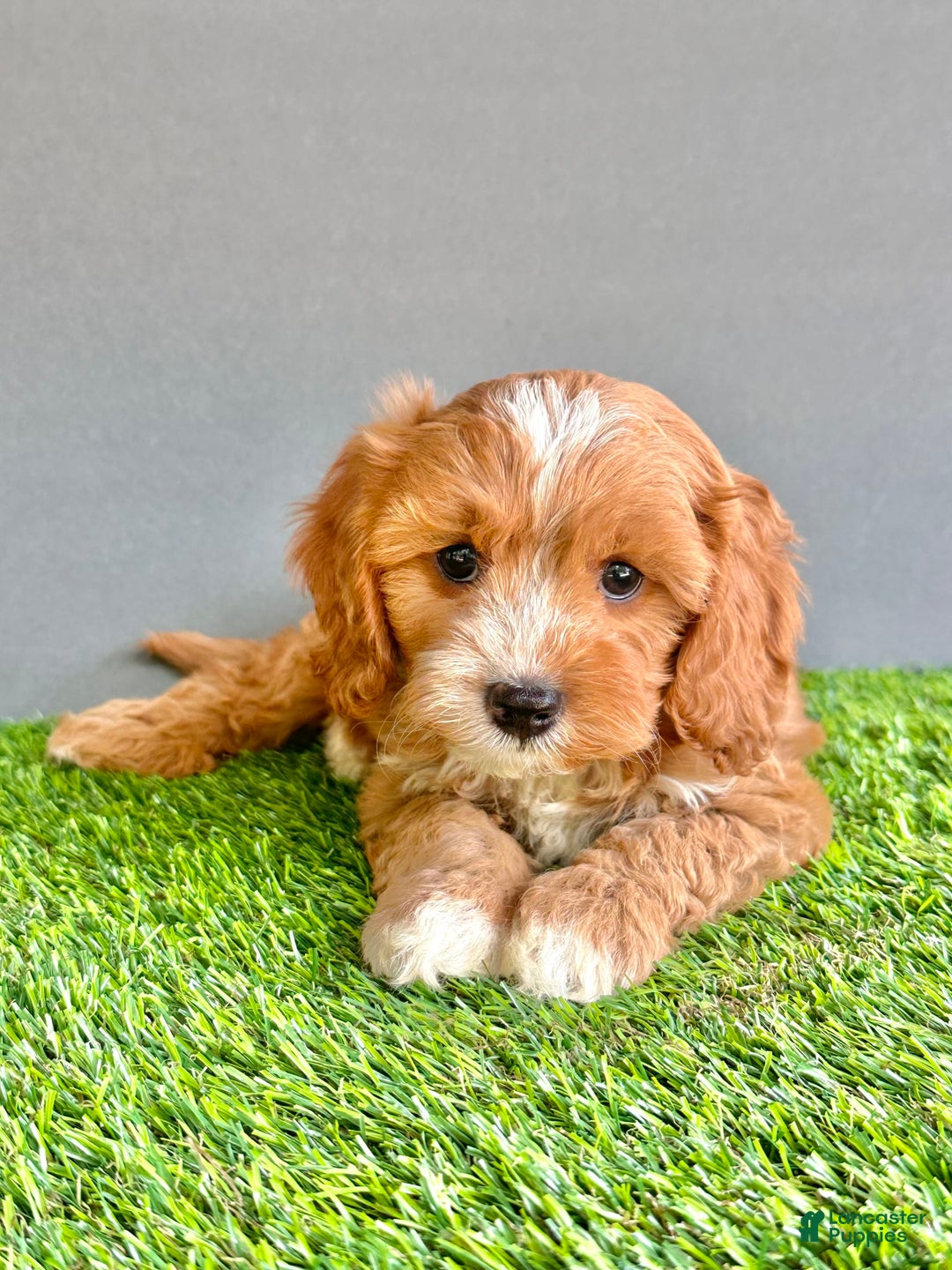 Cavapoo dogs for sale: Toby - Image 3