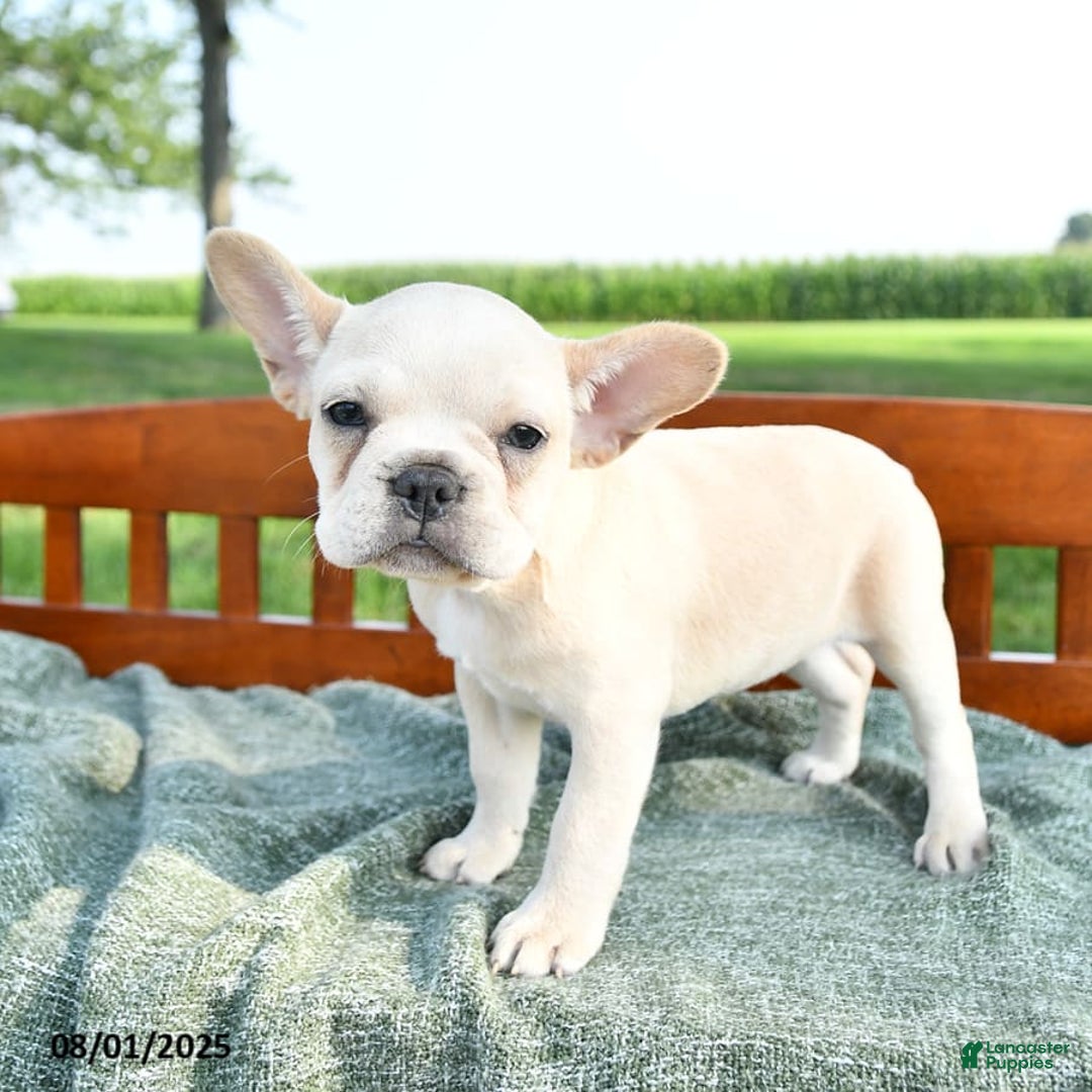 French Bulldog dogs for sale: Lily - Image 9
