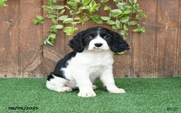 English Springer Spaniel dogs for sale: Olivia - Image 3