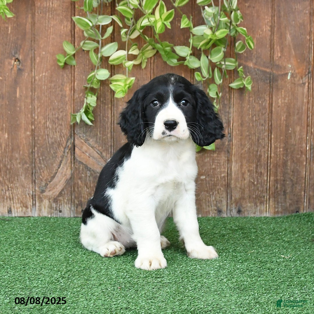 English Springer Spaniel dogs for sale: Olivia - Image 3