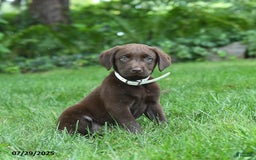 Labrador Retriever dogs for sale: Marley - Image 1