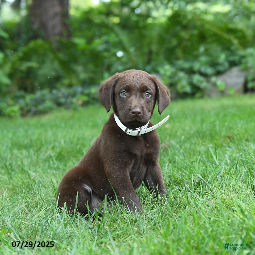 Labrador Retriever dogs for sale: Marley - Image 1