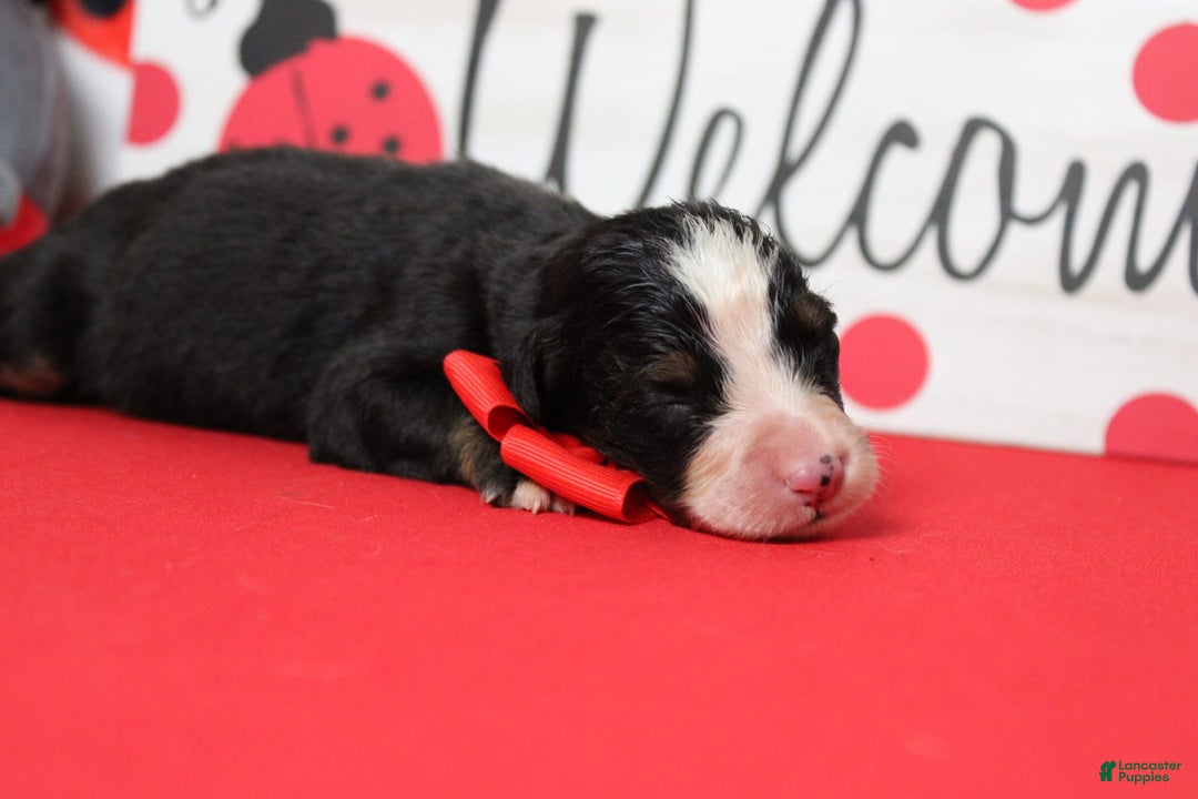 Bernese Mountain Dog dogs for sale: Cherrio - Image 13