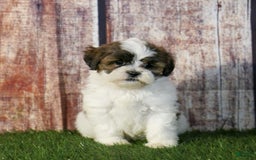 Shihpoo dogs for sale: Anya - Image 9