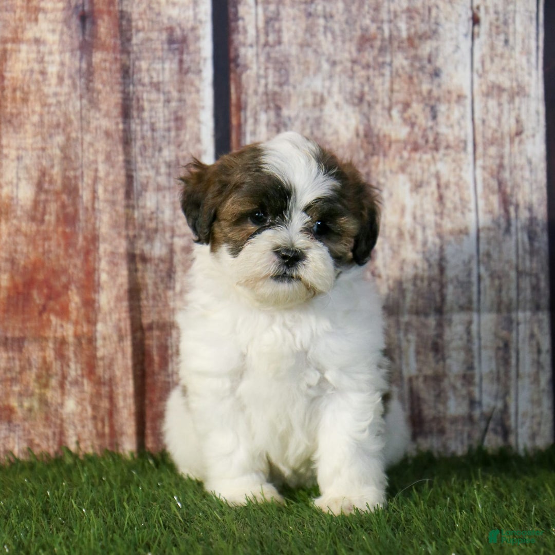 Shihpoo dogs for sale: Anya - Image 9