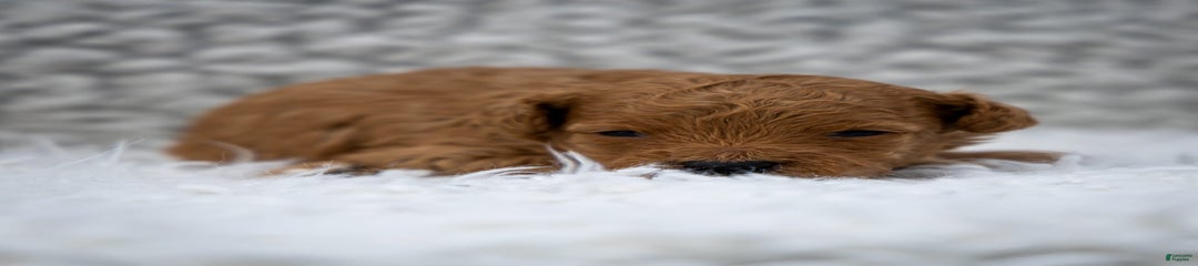 Cinnamon Dash