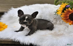 French Bulldog dogs for sale: Marjorie - Image 10