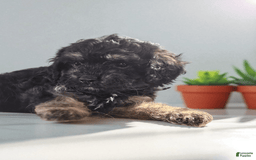 Cavapoo dogs for sale: Bella - Image 1