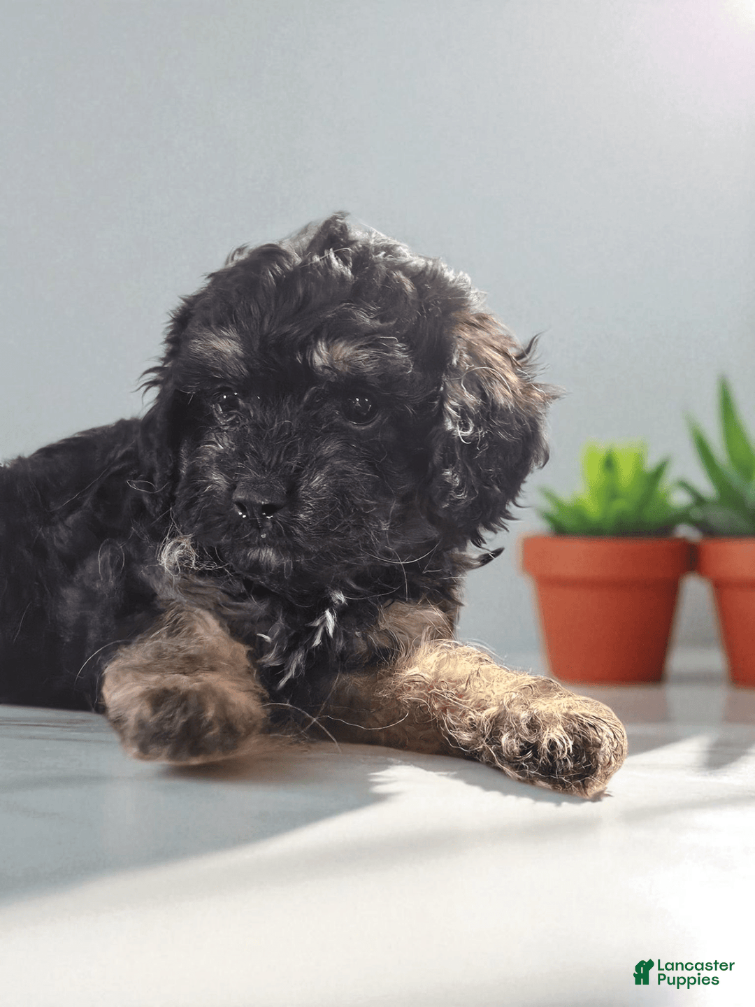 Cavapoo dogs for sale: Bella - Image 1