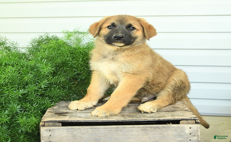 German Shepherd dogs - Advert 6