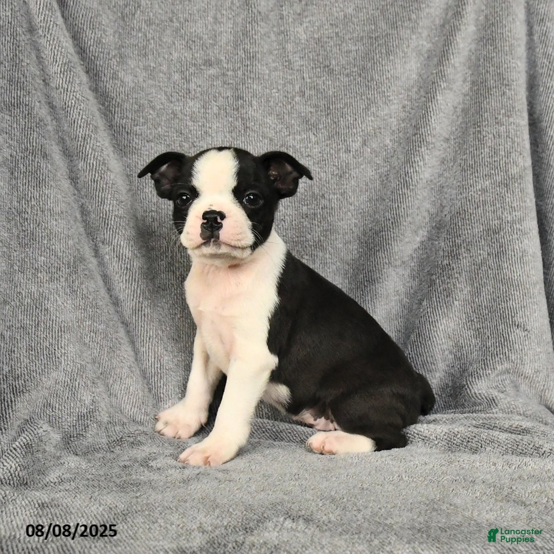 Boston Terrier dogs for sale: Levi - Image 2