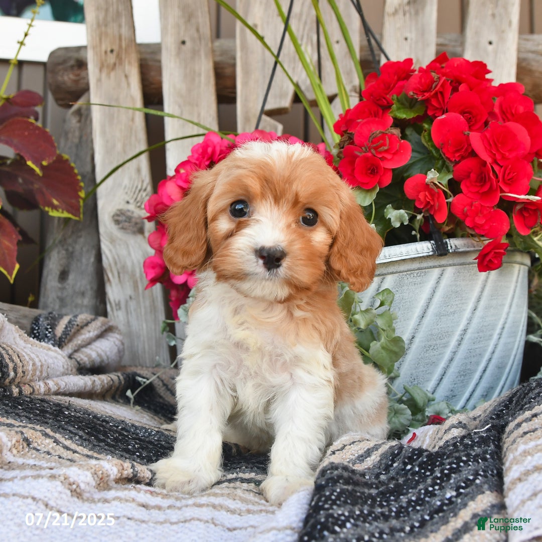 Cavapoo dogs for sale: Dakota - Image 3