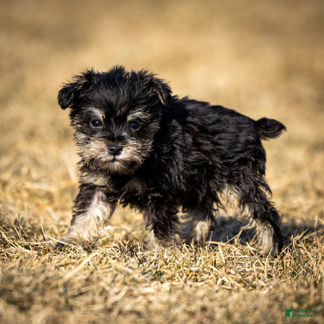 Miniature Schnauzer dogs for sale: Hugo - Image 6