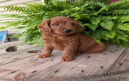 Mini Goldendoodle dogs for sale: Mini-logan - Image 33