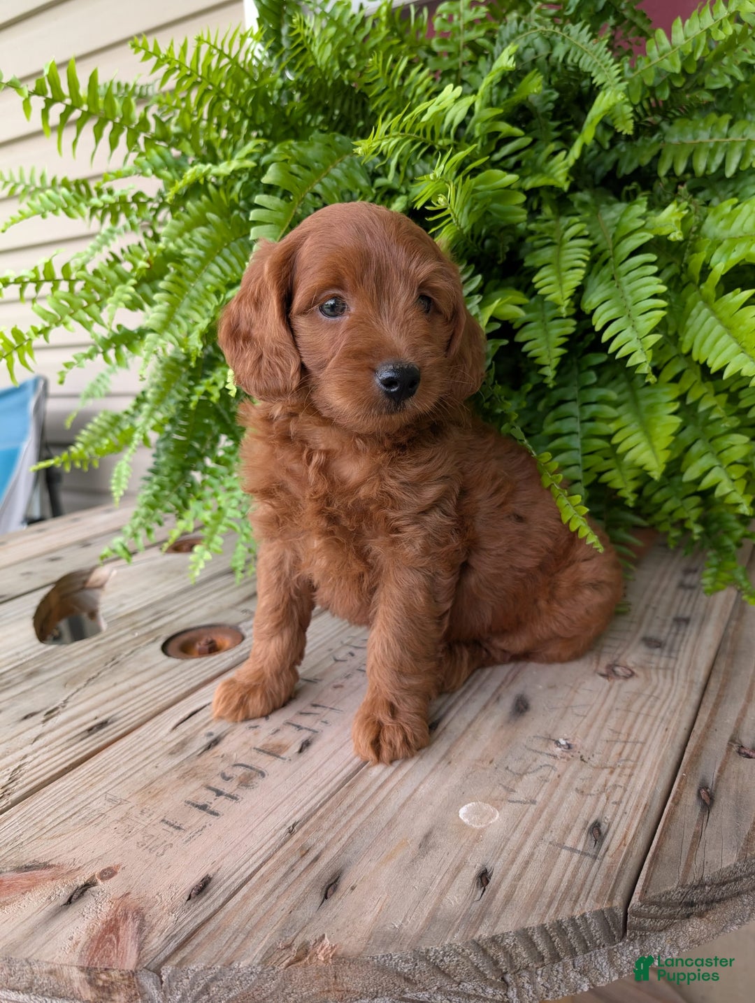 Mini Goldendoodle dogs for sale: Mini-logan - Image 33