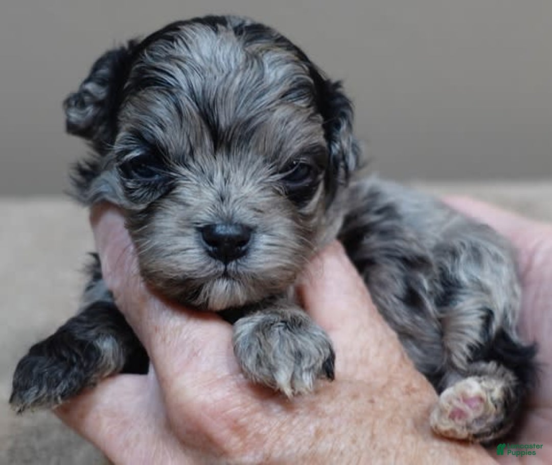 Maltipoo dogs for sale: Rare merle boy - Image 1