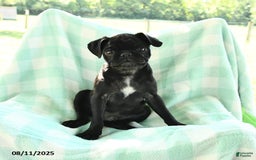 Pug dogs for sale: Knight - Image 1