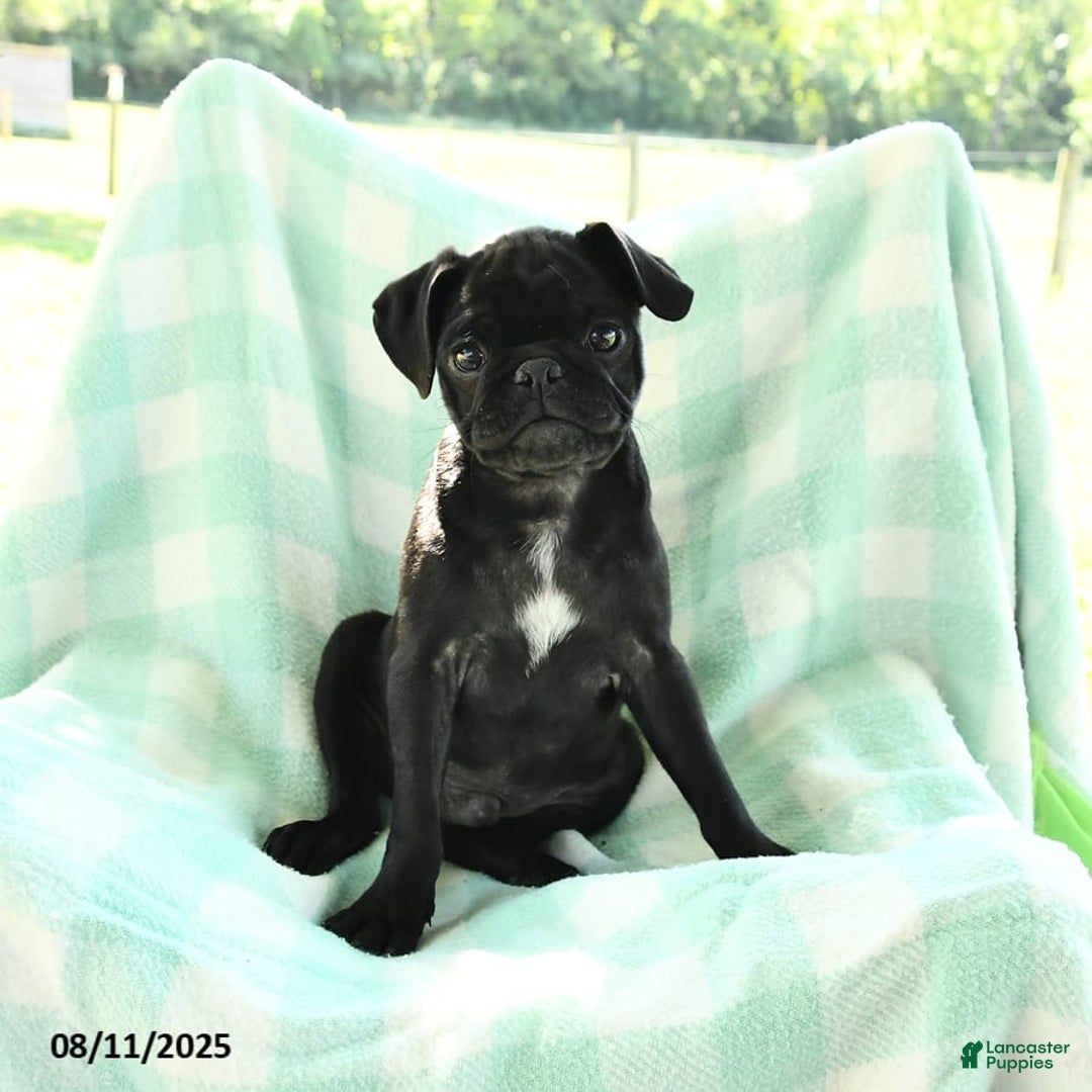 Pug dogs for sale: Knight - Image 1