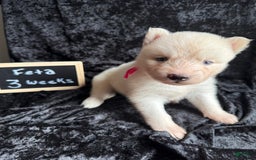 Siberian Husky dogs for sale: Feta - Image 1