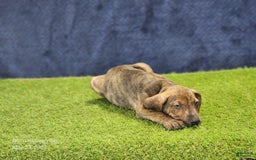 Catahoula Leopard Dog dogs for sale: Diamond 2025 M1 - Image 4