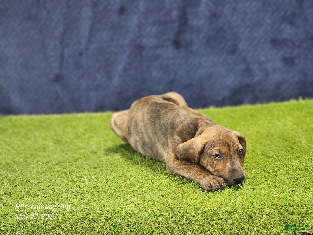 Catahoula Leopard Dog dogs for sale: Diamond 2025 M1 - Image 4