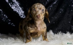 Miniature Dachshund dogs for sale: Piper - Image 7