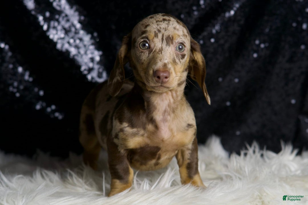 Miniature Dachshund dogs for sale: Piper - Image 7