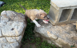 American Pit Bull Terrier dogs for sale: Russ - Image 14