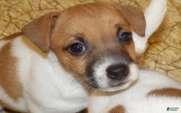 Jack Russell Terrier dogs for sale: Franklin - Image 11