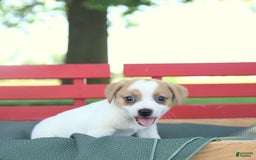 Jack Russell Terrier dogs for sale: Ranger - Image 12