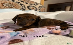 Dachshund dogs for sale: Snickers - Image 1