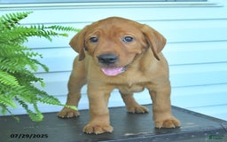 Labrador Retriever dogs for sale: Yumi - Image 2