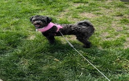 Miniature Poodle dogs for sale: Nova - Image 1