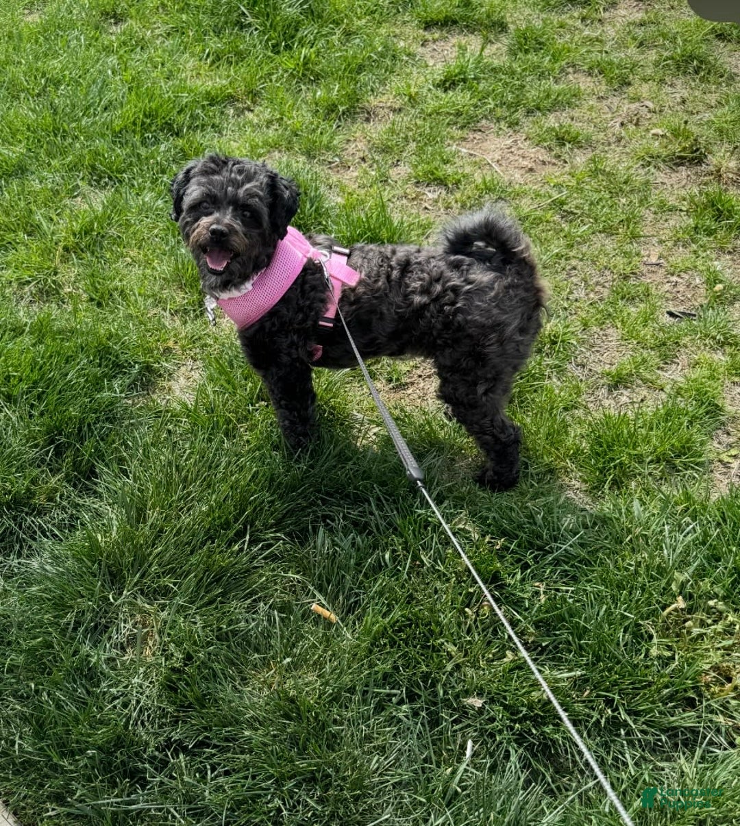 Miniature Poodle dogs for sale: Nova - Image 1