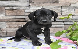 Great Dane dogs for sale: Midnight - Image 3