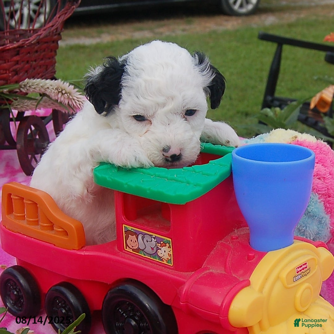 Toy Poodle dogs for sale: Bonnie - Image 5