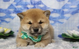 Shiba Inu dogs for sale: Larry - Image 14