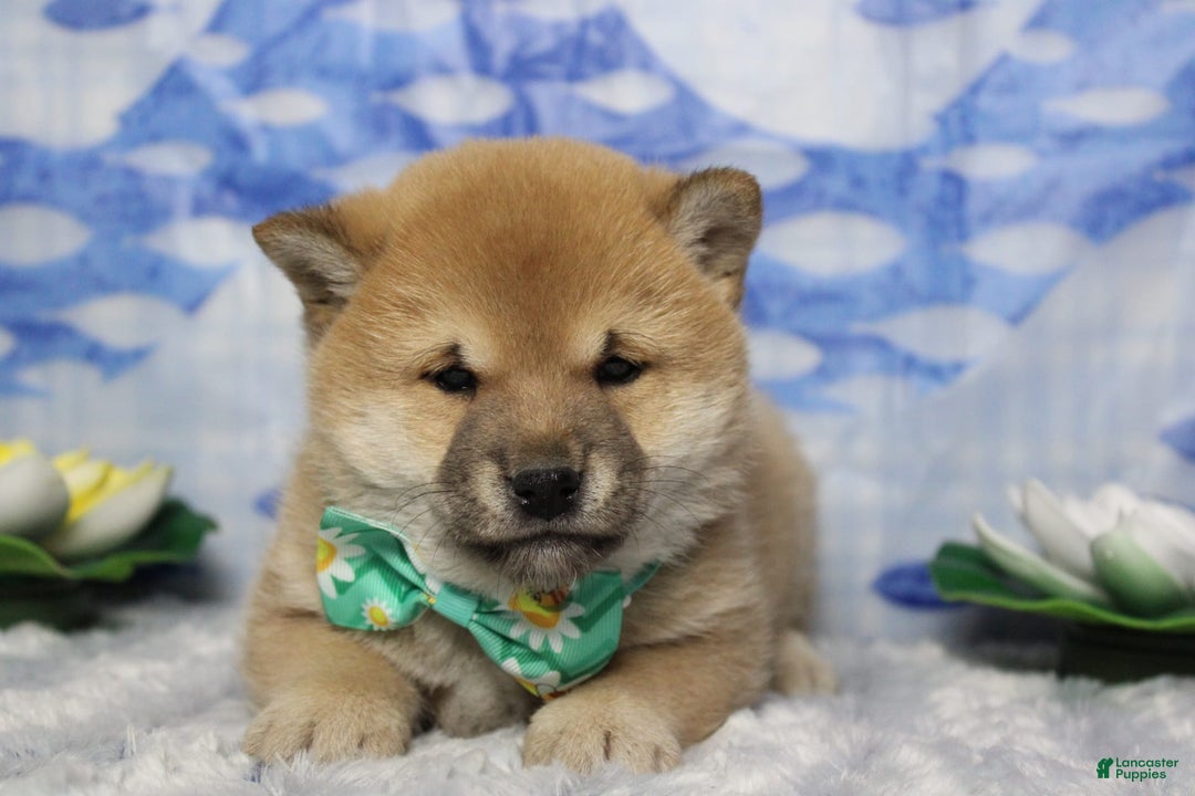 Shiba Inu dogs for sale: Larry - Image 14