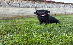 Labrador Retriever dogs for sale: Milo - Image 3
