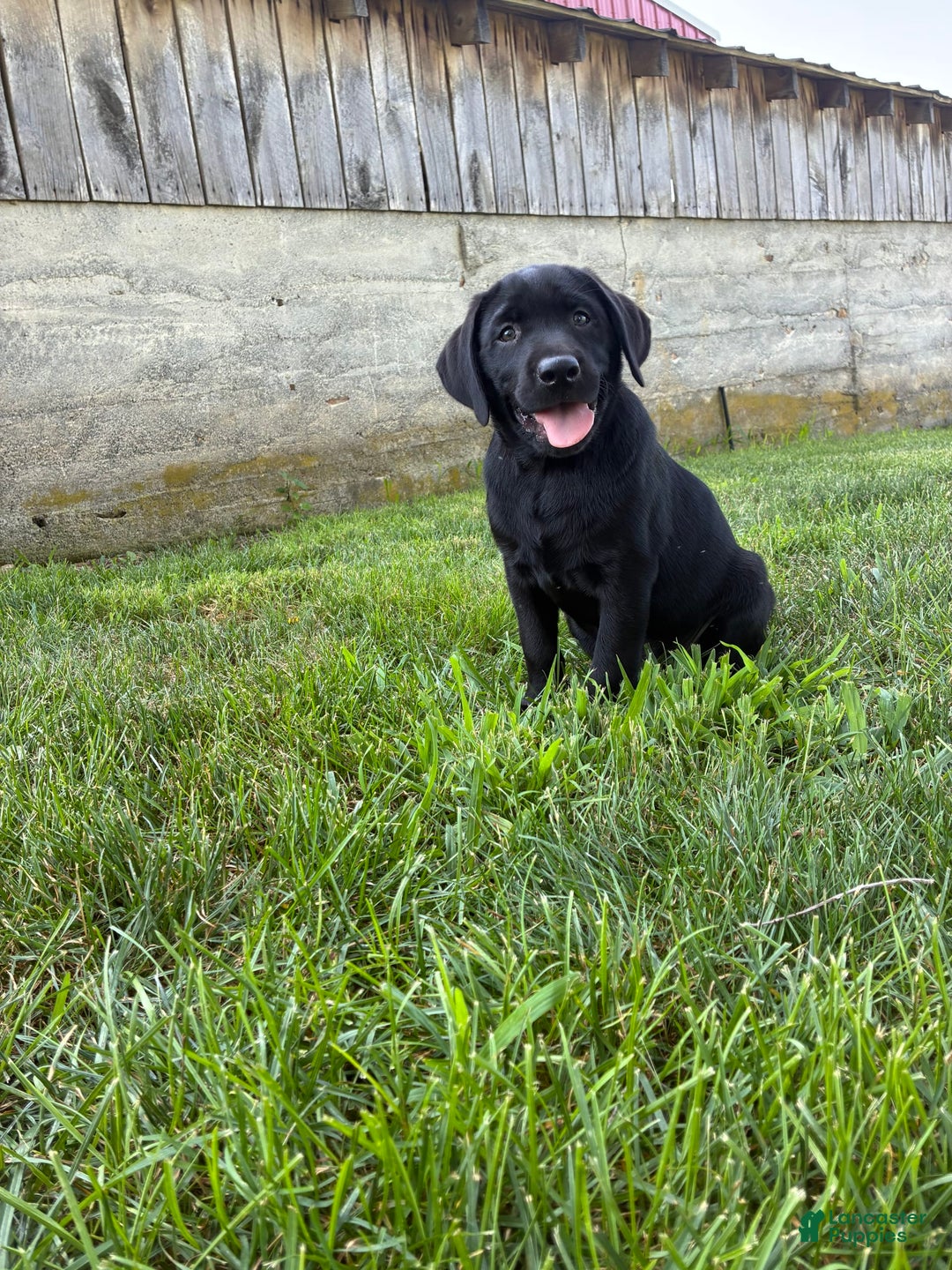 Labrador Retriever dogs for sale: Milo - Image 3