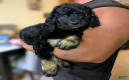 Goldendoodle dogs for sale: Slayer - Image 2