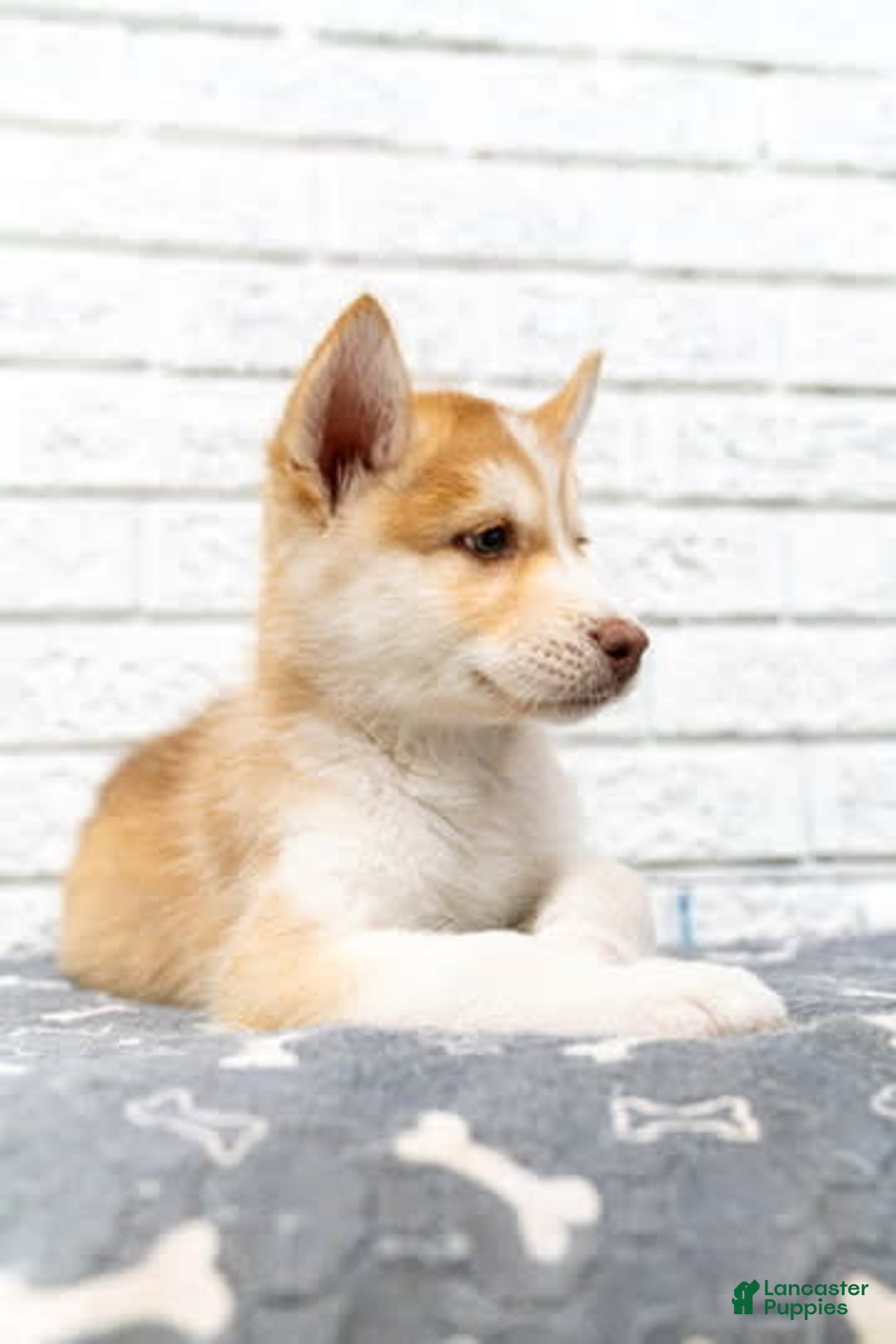 Alaskan Malamute dogs for sale: Chopper - Image 3