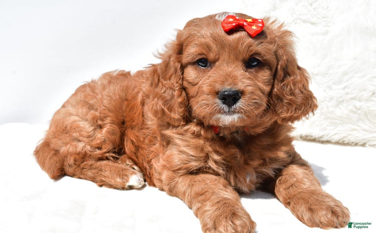 Mini Goldendoodle dogs for sale - Ad 5