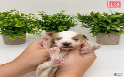Mini Goldendoodle dogs for sale: Petite Elsa - Image 15