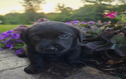 Labrador Retriever dogs for sale: Bella - Image 1