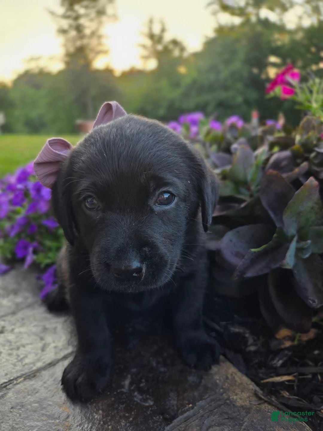 Labrador Retriever dogs for sale: Bella - Image 1